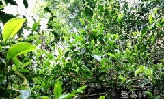 刮风寨茶坪，原始森林中的古树茶