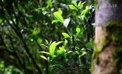 易武铜箐河普洱茶――森林野韵，柔韧悠长