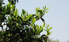 给你四个多喝红茶的理由
