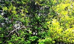 易武普洱茶天花板之一:刮风寨茶王树