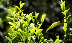 你知道福海茶厂普洱茶99绿星星吗？