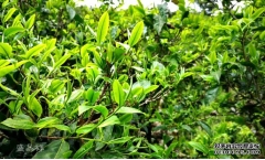 大益普洱茶一代传奇「普洱方茶」升级再现