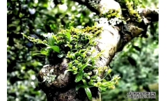 ��Ƥ�ܿӵ��ռ����ʿ��