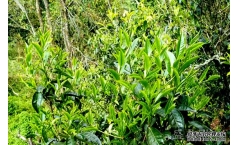 ������������2015���ϰ��´��Ҷ�����ն���