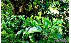 һ�ھͺȳ�500��������ˣ���ͨ��ʲô��������С